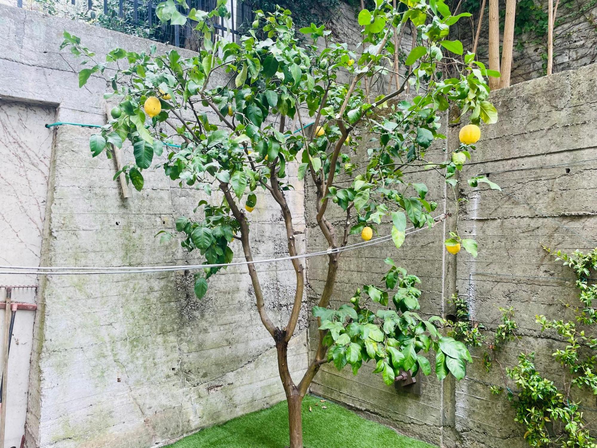Lemon Tree Resort - Freeparking - Garden Genua Buitenkant foto